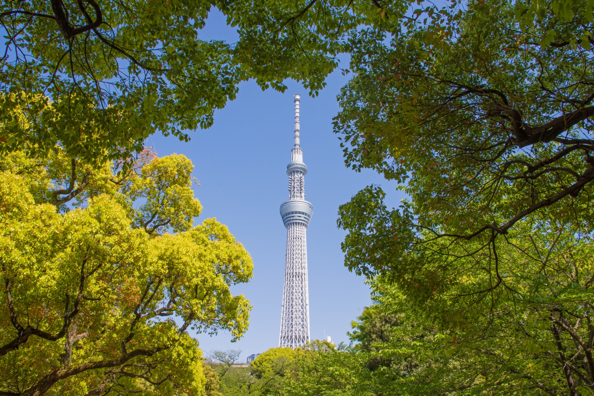 白色スカイツリーと清洲橋🌉✨ . 隅田川大橋、歩道も広くて撮影しやすかったから また行きたいなと思ってます📸🌟今度は屋形船しっかり撮りたいかも！