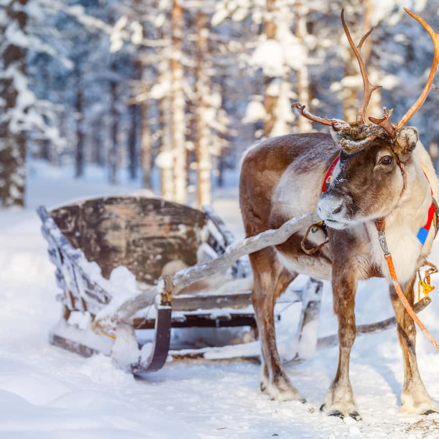 Rudolph” 赤鼻のトナカイ の英語発音とコツJay's
