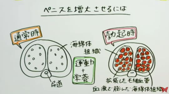 望月裕也20センチ越えの極太巨根 | 商品詳細ページ |