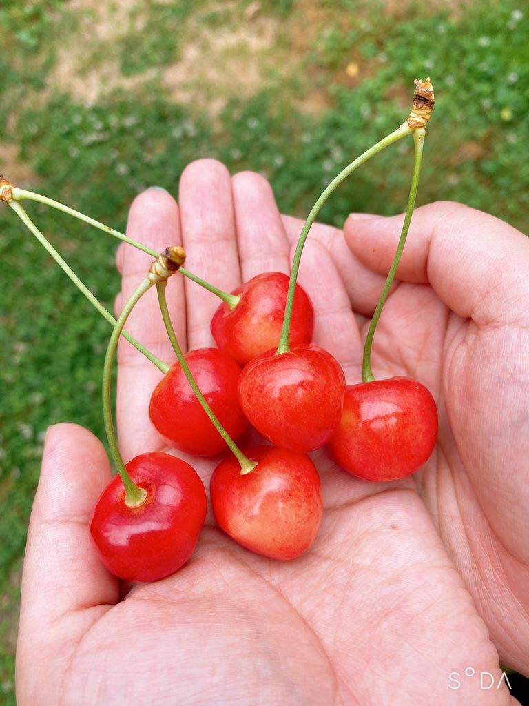 道の駅米沢で購入したお土産！ 雪まろ！ マシュマロの中にずんだクリーム餡とさくらんぼクリーム！甘〜い！道の駅米沢雪まろ