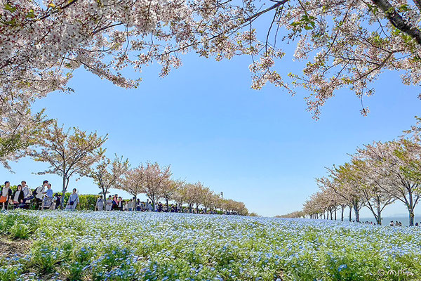 たかぴーさんの投稿 舞洲シーサイドパークことりっぷ