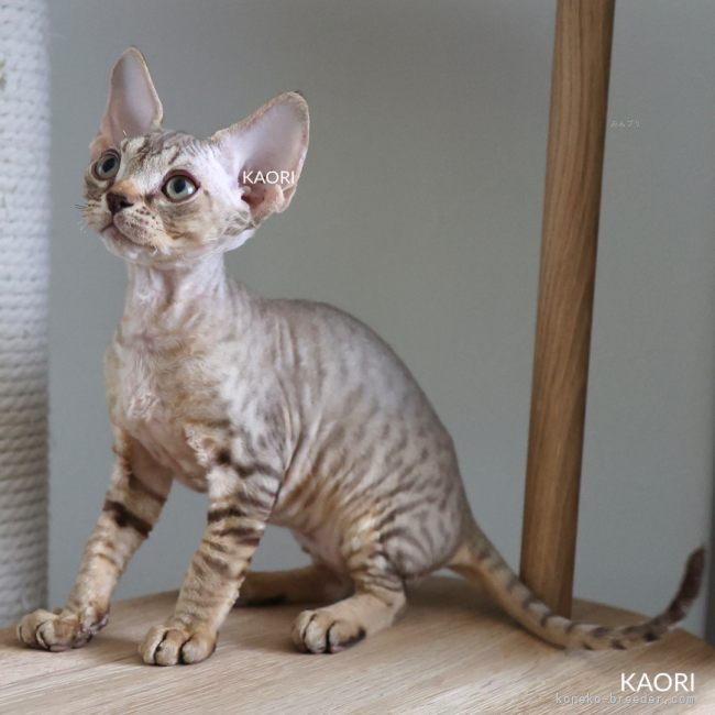 水野香の飼い主さんのモヤモヤを解消へ導くサポート | ストアカ