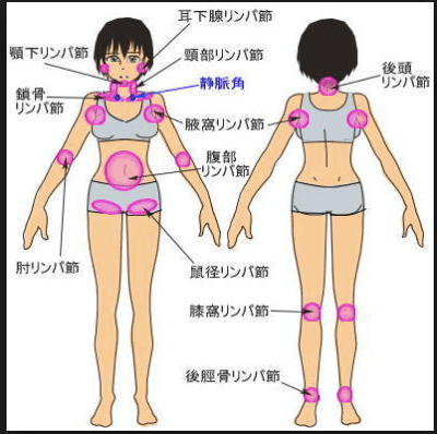 プロ監修】鼠径部リンパマッサージで、むくみのない、キレイな脚を目指す！｜コラム｜銀座ナチュラルタイム-銀座駅から徒歩1分の極上リンパマッサージ