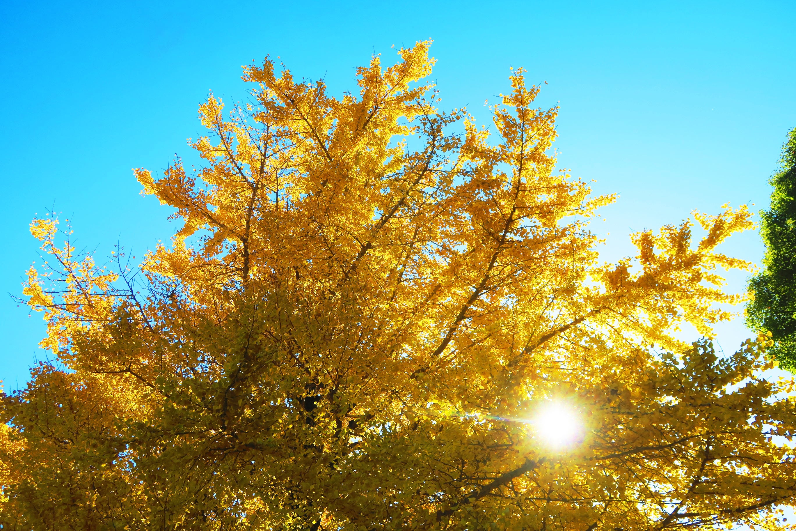 シティコーポ光が丘壱号館中古マンション戸建て・中古マンション・土地の情報なら不動産SHOPナカジツ