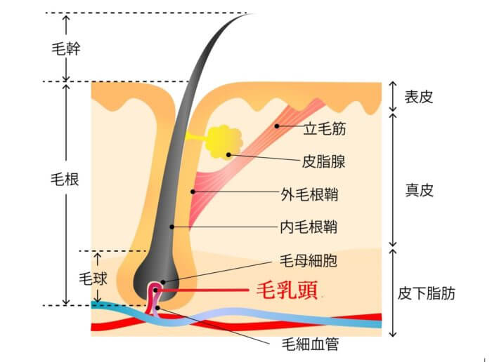 髭を抜くと生えてこなくなるって本当？デメリットや自己処理方法も解説 - OZmall