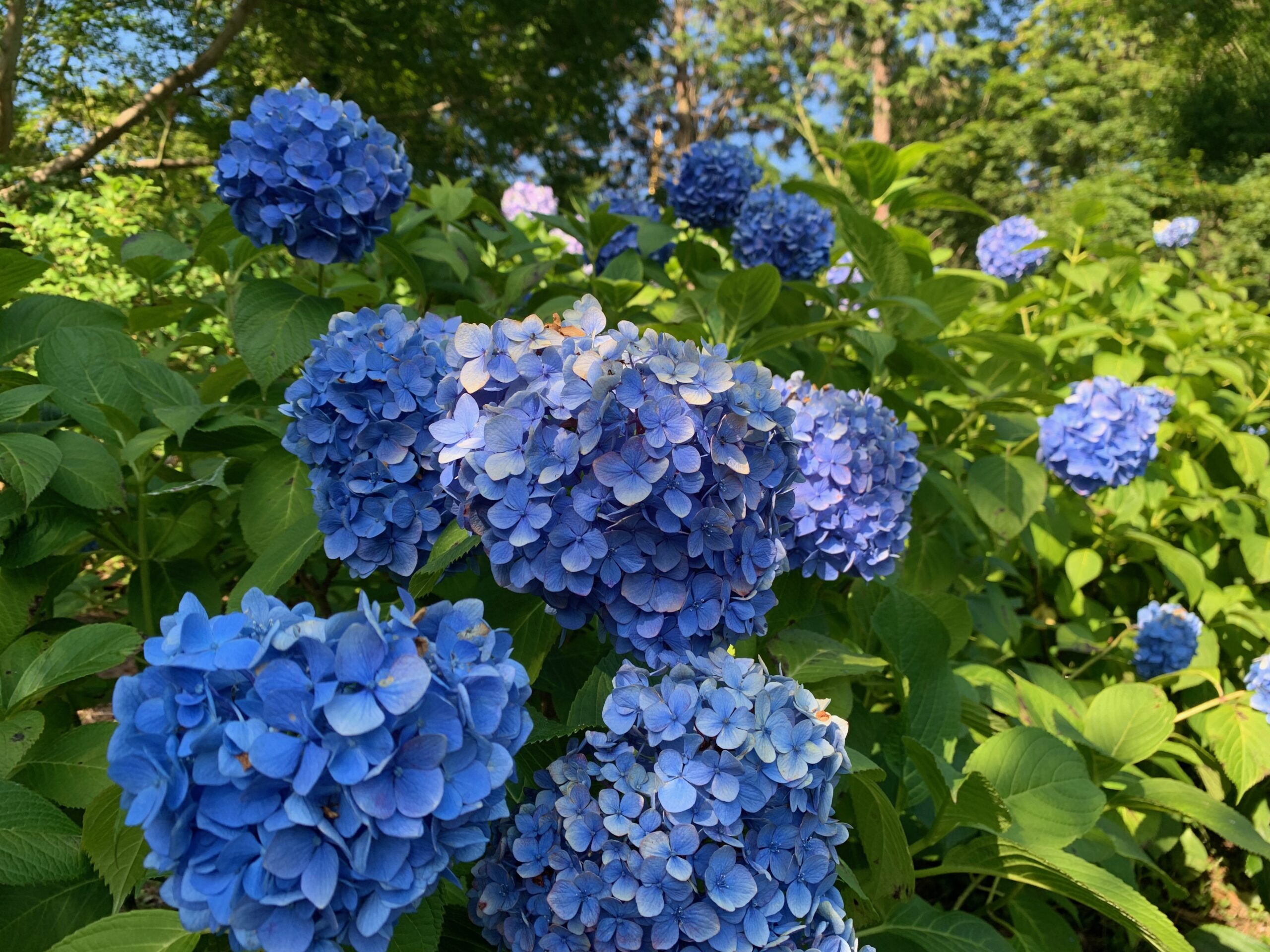 大野アルプスランドCamp Days