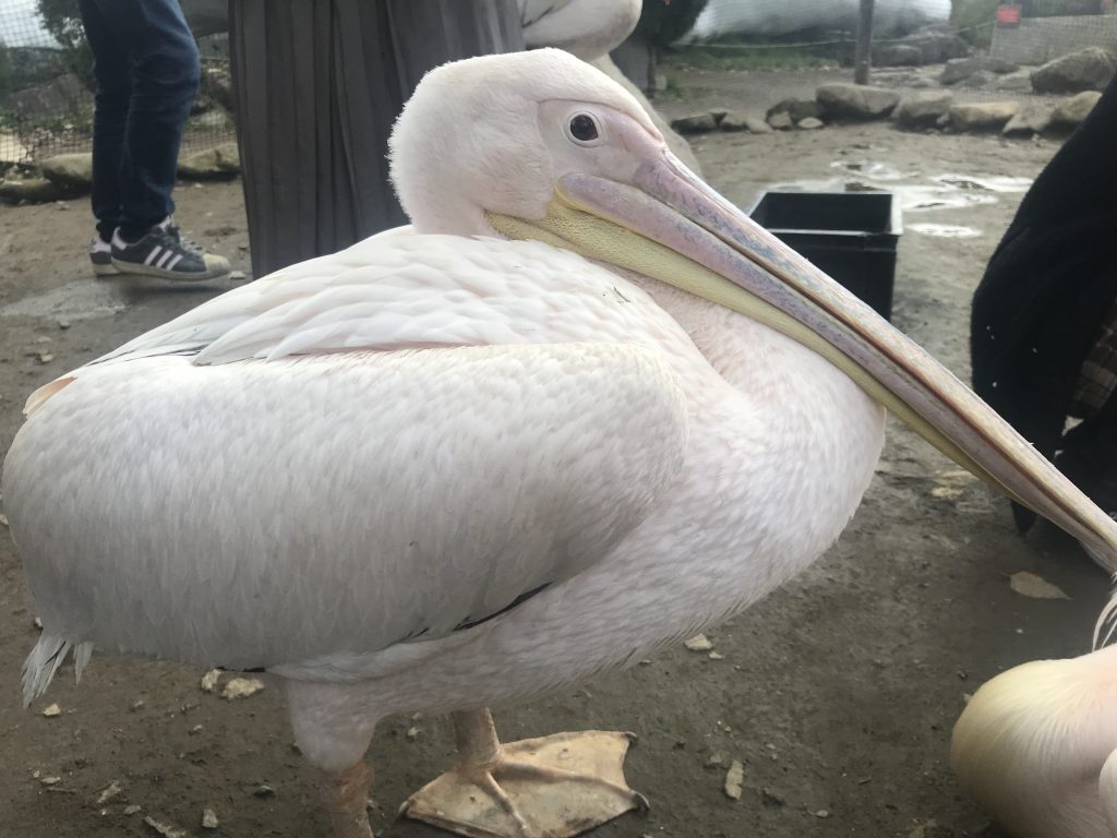 60000以上の無料札幌 ノースサファリサッポロ 事故&事故画像