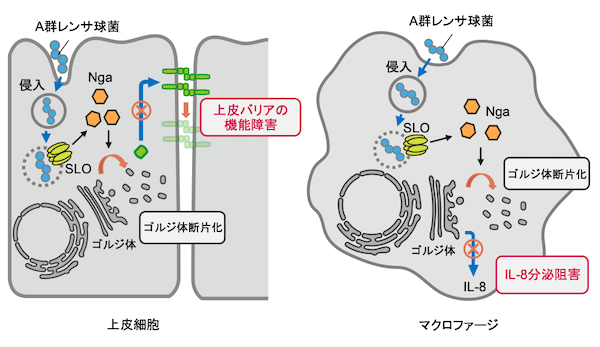 RENGA SPA (レンガスパ)「いと (24)さん」のサービスや評判は？｜メンエス