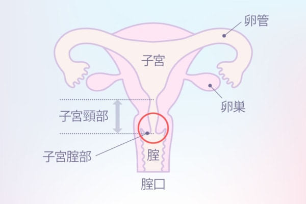 寝バックのやり方をイラストで紹介！女性が中イキしやすい体位って本当？挿入方法は？