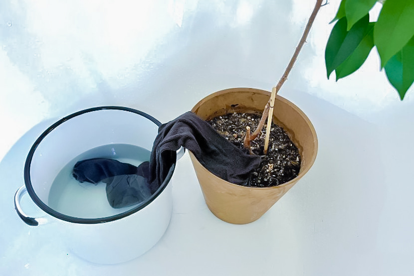 Amazon.co.jp:Charming Club 水やり当番 植物用