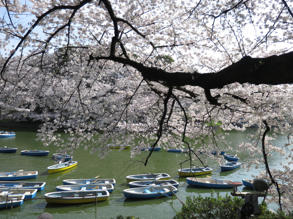 千鳥ヶ淵ボート場千代田のさくらまつり東京都千代田区の観光情報公式サイトVisit Chiyoda