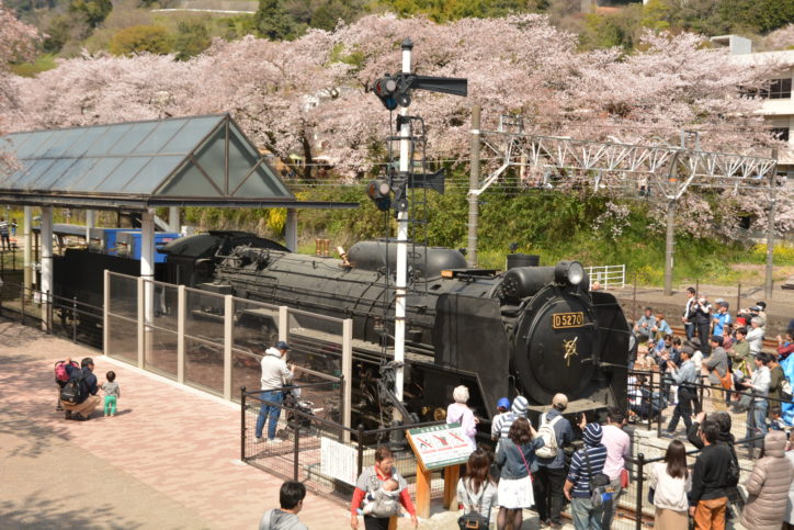山北鉄道公園 御殿場線沿い桜並木の通り の桜 足柄上郡山北町-