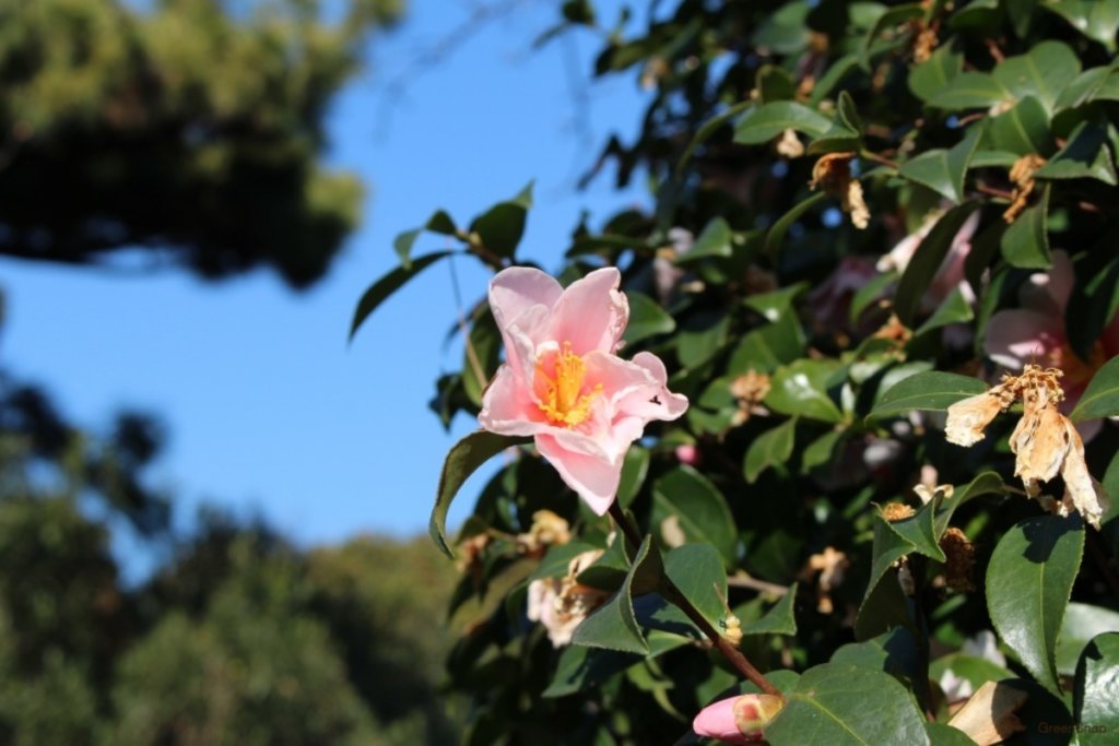 公式】山中温泉 湯畑の宿 花つばき(HANATSUBAKI)