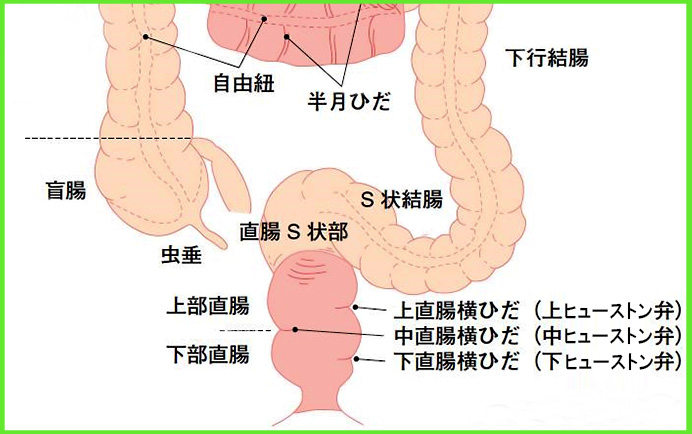 大腸 しくみ 名称のイラスト素材