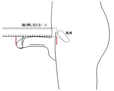 ペニスサイズの正しい測定方法 - メンズアカデミー