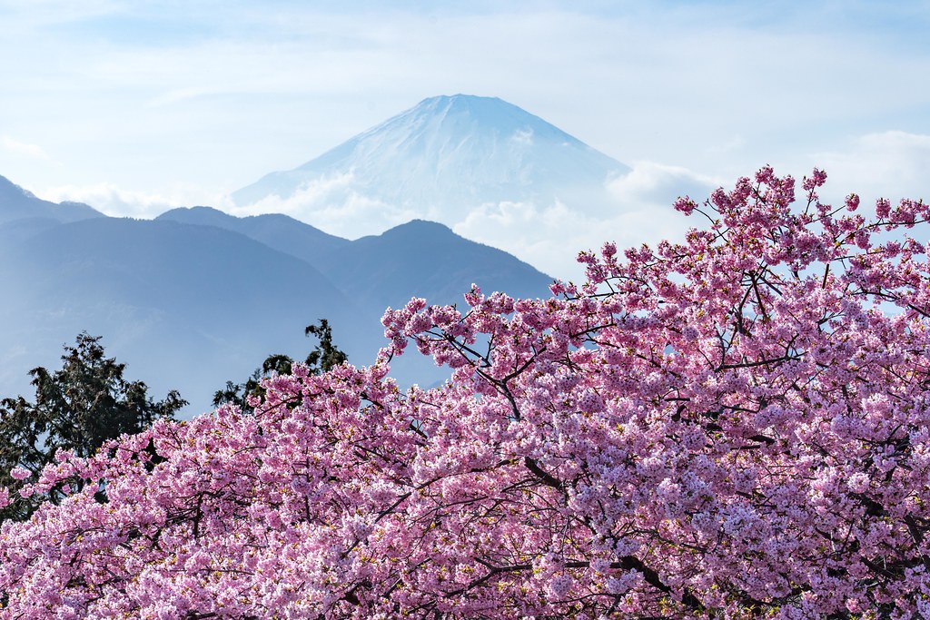 井田の河津桜 - 牛歩的写真中心網録”
