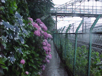 飛鳥の小径で楽しむ東京の紫陽花