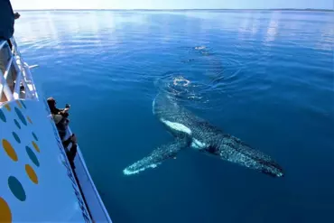 オーストラリア ケアンズ観光局 3月5日「サンゴの日」限定開催世界遺産グレートバリアリーフでサンゴの魅力を満喫できる貸切プランケアンズ 観光局のプレスリリース