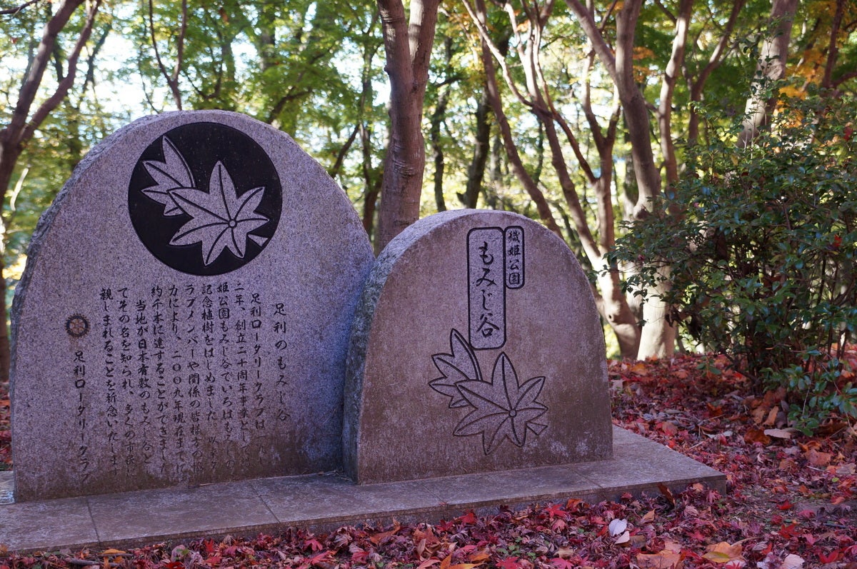 足利市 紅葉情報！ 人気の紅葉スポット「織姫公園」の「もみじ谷」が見頃を迎えています。号外NET 足利市・佐野市