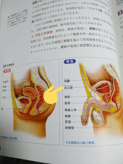 アナル開発とは？初心者でもおすすめのグッズや方法、リスクなどを解説｜風じゃマガジン