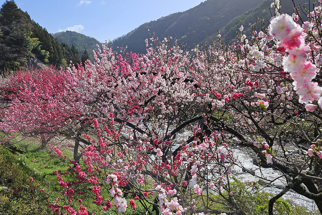 花桃5000本！日本一の桃源郷「花桃の里 阿智村 」ぶらたび長野
