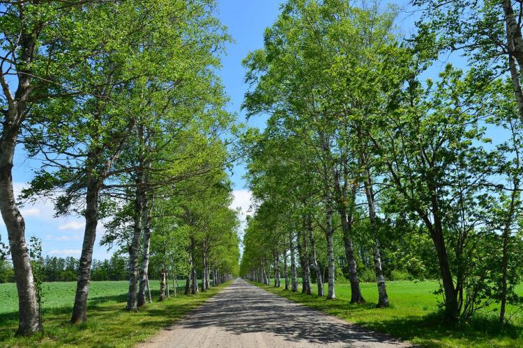 北海道 雪景色も美しい！冬の「十勝牧場白樺並木」へ - One