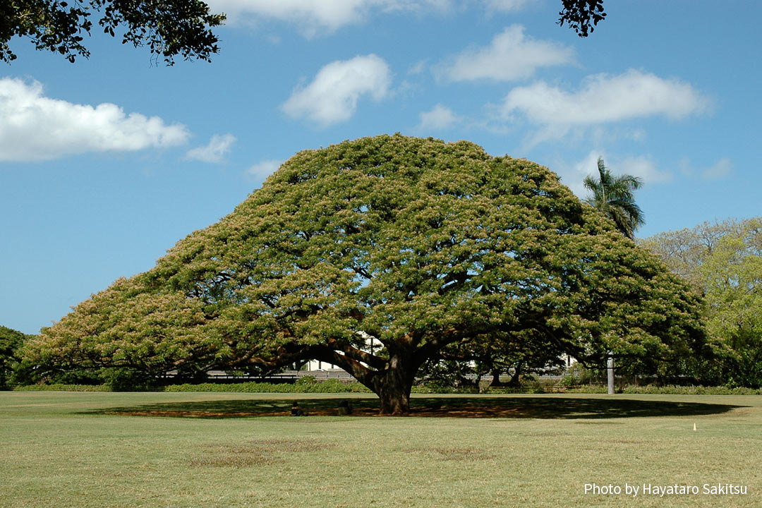 ハワイ「この木なんの木」はどこにあるの?誕生秘話もご紹介!海外旅行が好きな夫婦が教えるおすすめ情報