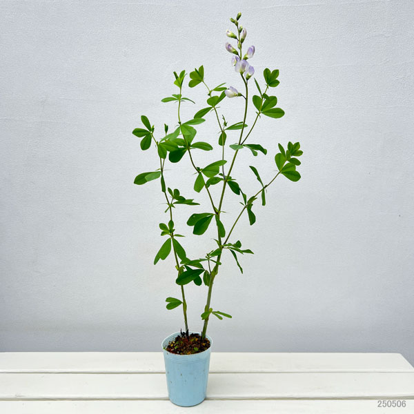 住宅型有料老人ホーム萩の家 仙台市宮城野区 の料金と空き状況-住宅型有料老人ホーム安心介護紹介センター 旧かいごDB