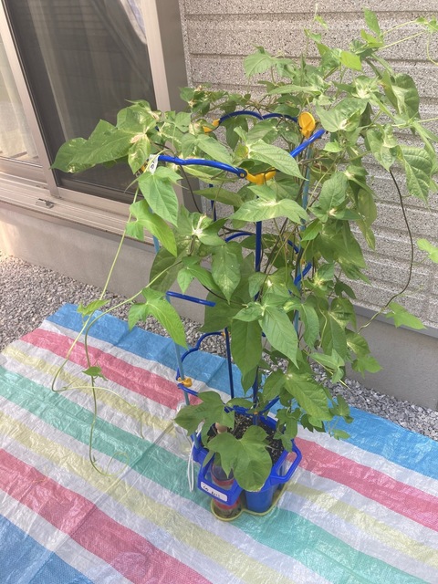 旅行中で水やりができない どうすればよい？長期外出時の対処法をご紹介 - For your