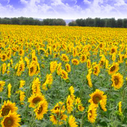 スペイン アンダルシアでひまわり畑を巡る旅♡aumo アウモ