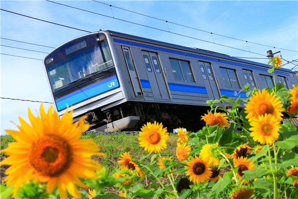 仙石線205系 快速ムーンライトうみかぜ号 ツアー2025年9月20日- 鉄道コム