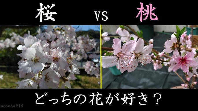 桜・梅・桃 の見分け方」簡単２ポイント！ | おうち花マスター講座