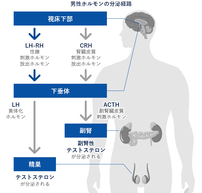 オナニーでハゲるって本当？噂の理由と本当の原因とは