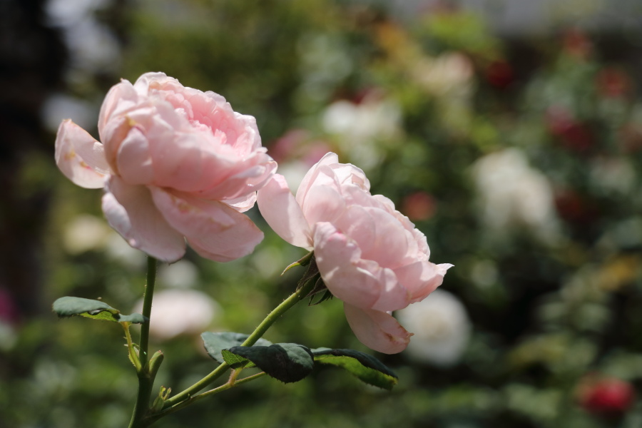 西東京市】市内で美しい薔薇を楽しめるスポット！住宅街に佇む「保谷町ローズガーデン」2023年5月初旬の様子を紹介。 | 号外NET 西東京市