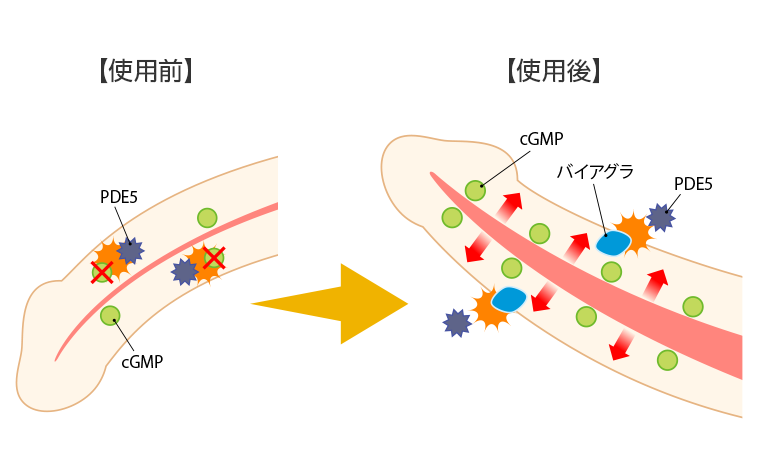 医師監修】【動画付き】 バイアグラなどED治療薬を服用すると連続射精が可能？賢者タイムとの関係性とは？