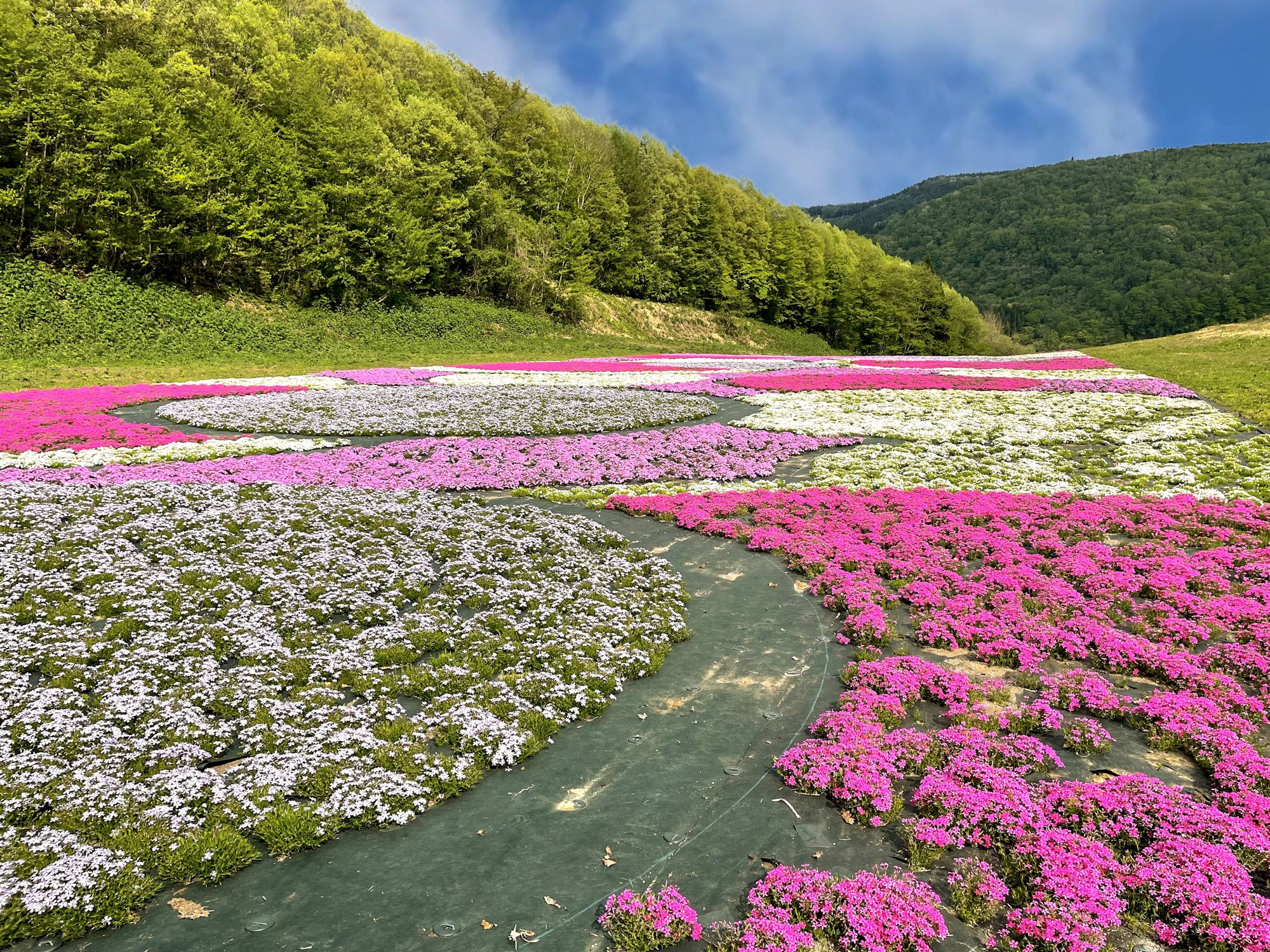 十和田市街地周辺－晴山芝桜｜青森県十和田市