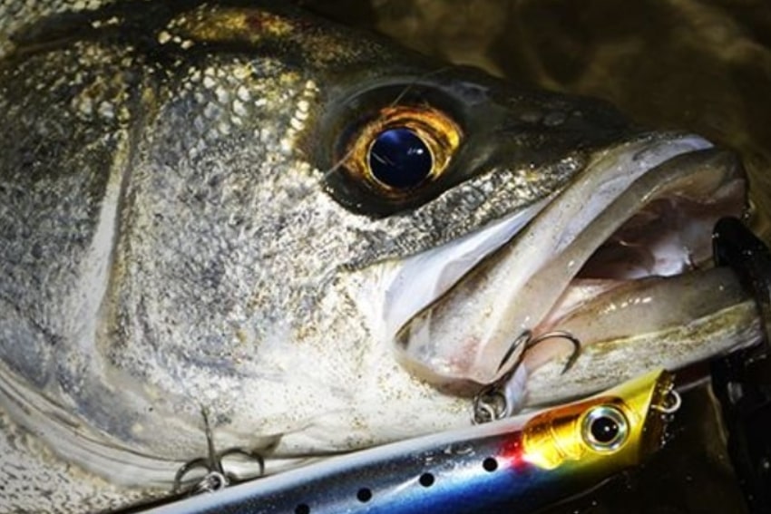 入舟 公式サイト 足立区 千住大橋隅田川の釣り船