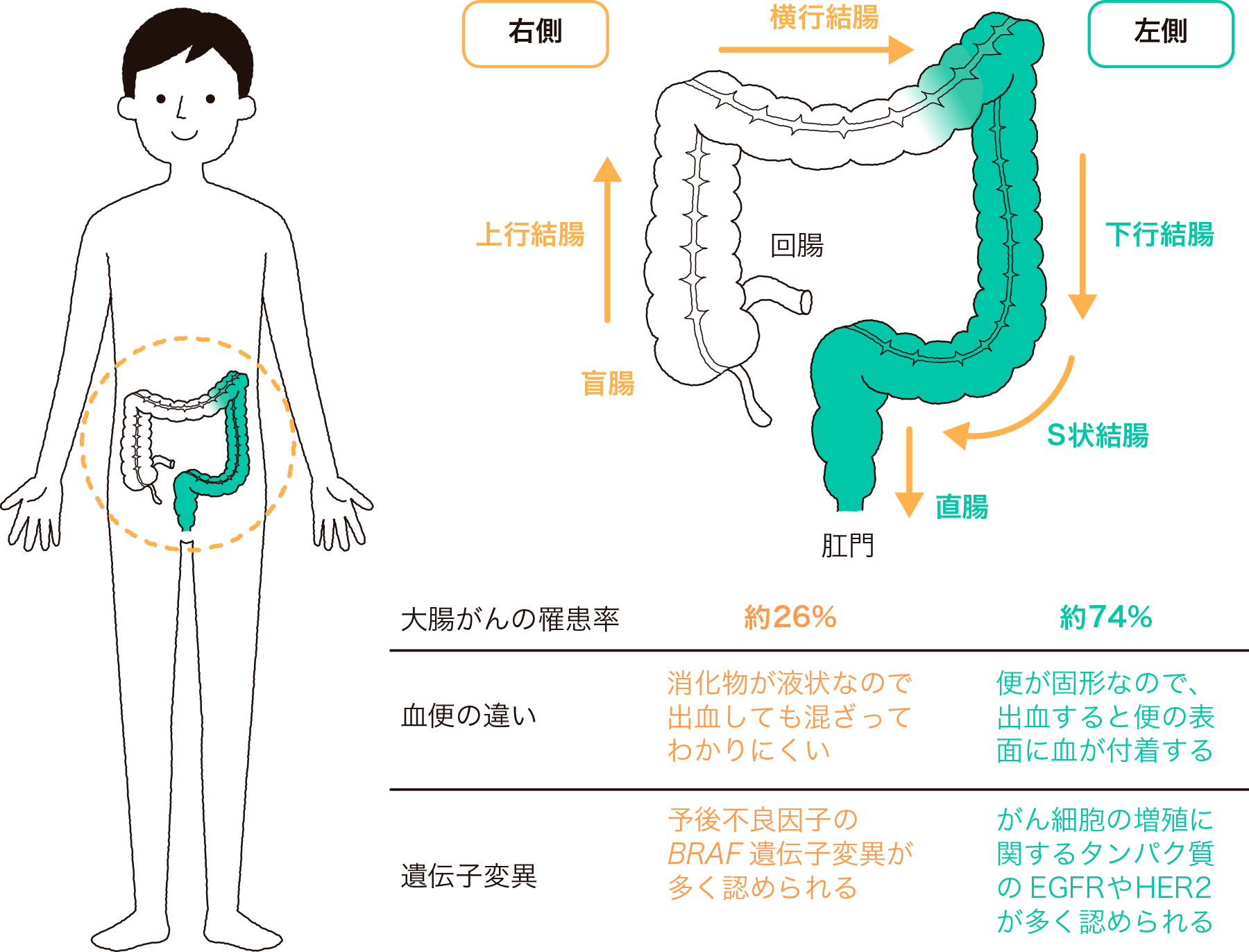 大腸の解剖用語 (ガストロ用語集 2023 「胃と腸」47巻5号より)｜gastropedia（ガストロペディア）