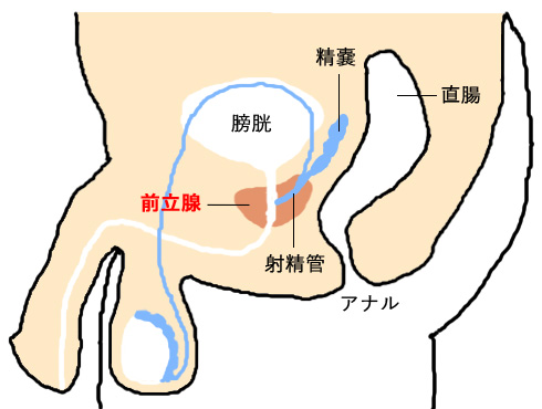 エネマグラマッスルリング （ホワイト・箱） 高品質