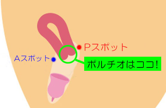 ポルチオセックスのやり方！ ポルチオ開発で奥イキするコツ※体験談あり | シンデレラグループ公式サイト