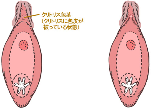 セックスQ&A】「イク」とは？性交痛の原因は…？「本当に気持ちのいいセックス」を描きたいマンガ家・瀬文まりさんが二宮典子医師に質問！ | 