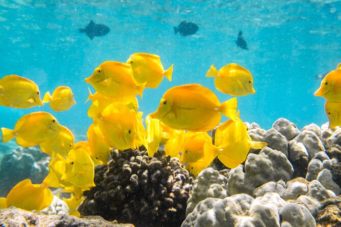 ヒロの黒砂スノーケリング アドベンチャー 2025 - ハワイ島