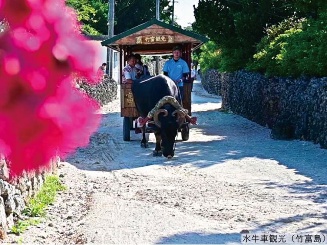 沖縄の牛車体験・ツアーのアクティビティ・遊び・体験・レジャーの格安予約アクティビティジャパン日帰り旅行
