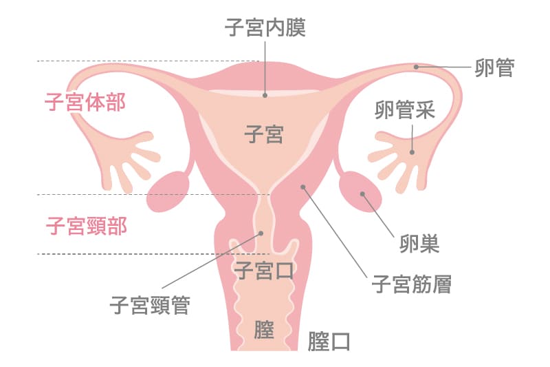 女性の性感帯とは？ 感じやすい場所を知ってセルフプレジャーやセックスをもっと楽しく ｜