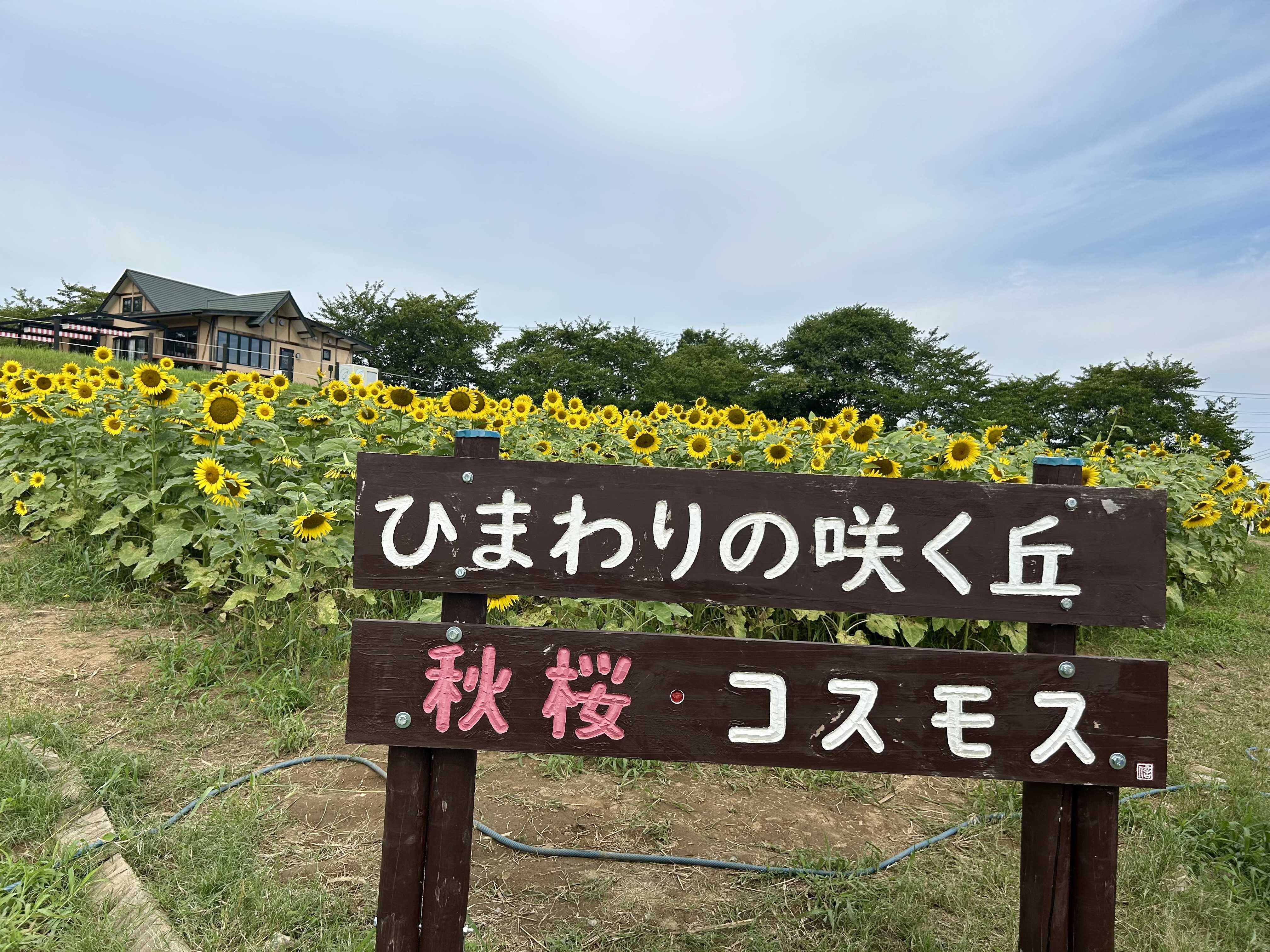 ひまわりの咲く丘東松山市農林公園