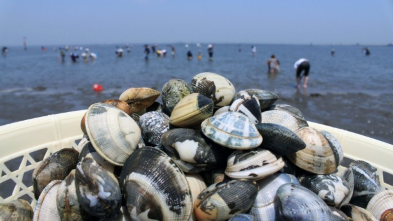 潮干狩り 金田みたて海岸イベント千葉県公式観光サイト ちば観光ナビ