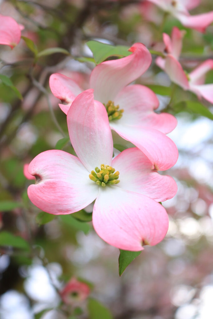 花芽有】ハナミズキ ピンク花 樹高2.0m前後(根鉢含まず)花水木