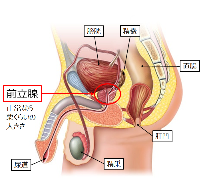 オナニーのしすぎはEDのリスクを高める? 自慰の頻度・手法に関する実態調査 | ナイトプロテインPLUS