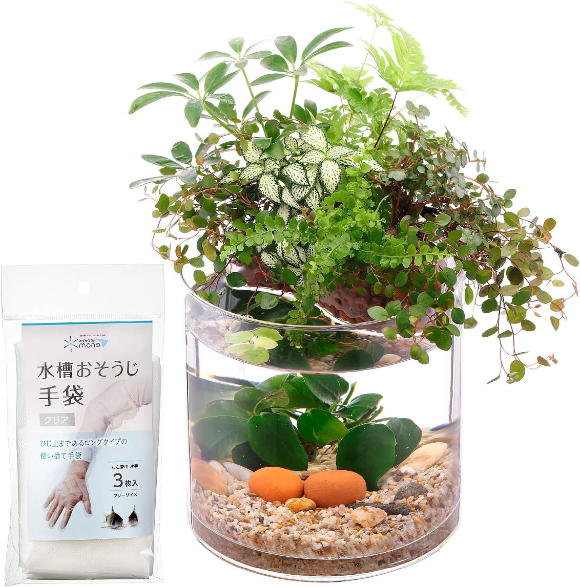 戸塚店サンゴ入荷！ | 珊瑚・海水魚・ライブロック・オーバーフロー水槽専門店【スプラッシュ】