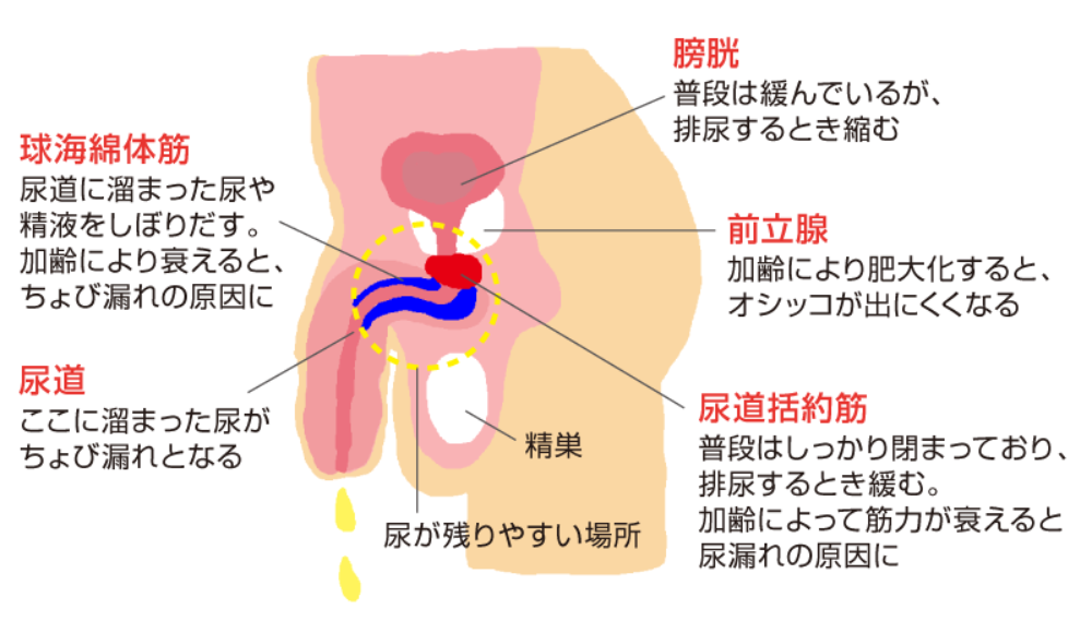 楽天ブックス: 淫語！寸止め！強制発射！射精管理痴女 （8） 突然憧れのお姉さんに誘惑され僕のチ○ポはフル勃起！恥ずかしいと思って嫌がったが無理矢理にチ○ポをしごかれ犯されちゃいました！